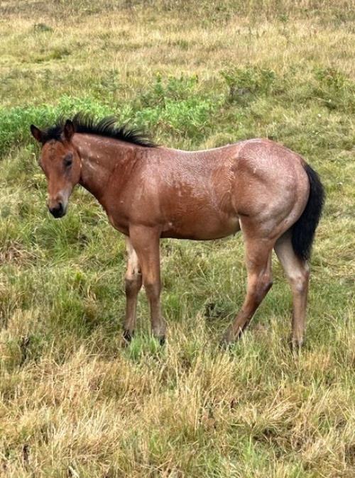 #13 Name Pending - 12 May 25, AQHA, Bay Roan, Colt (Command Bars Hancock) X (Thirsty Bar Robin)